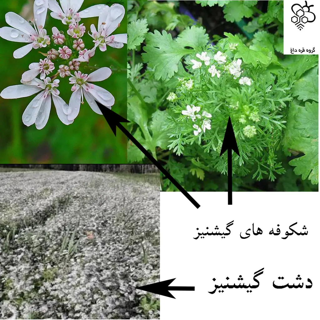 خریداستثنایی ترین عسل طبیعی