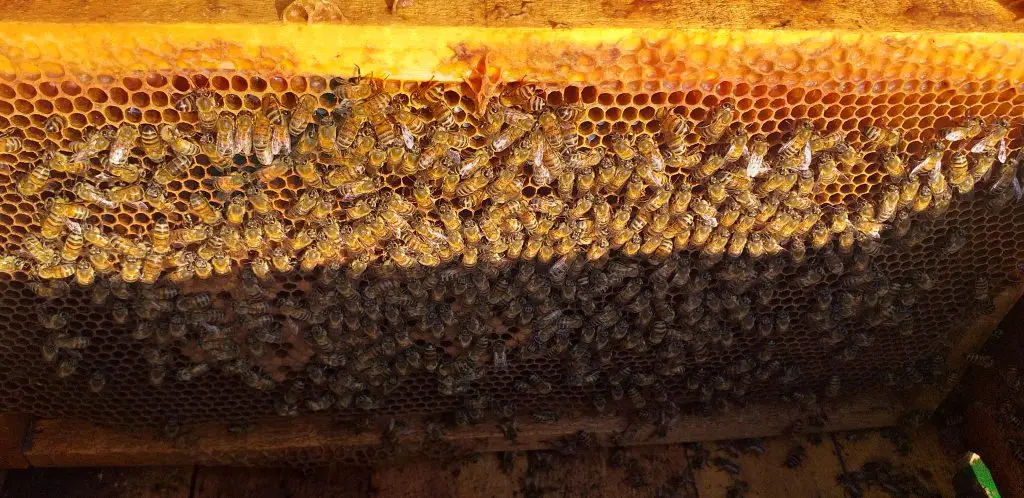 خرید عسل طبیعی