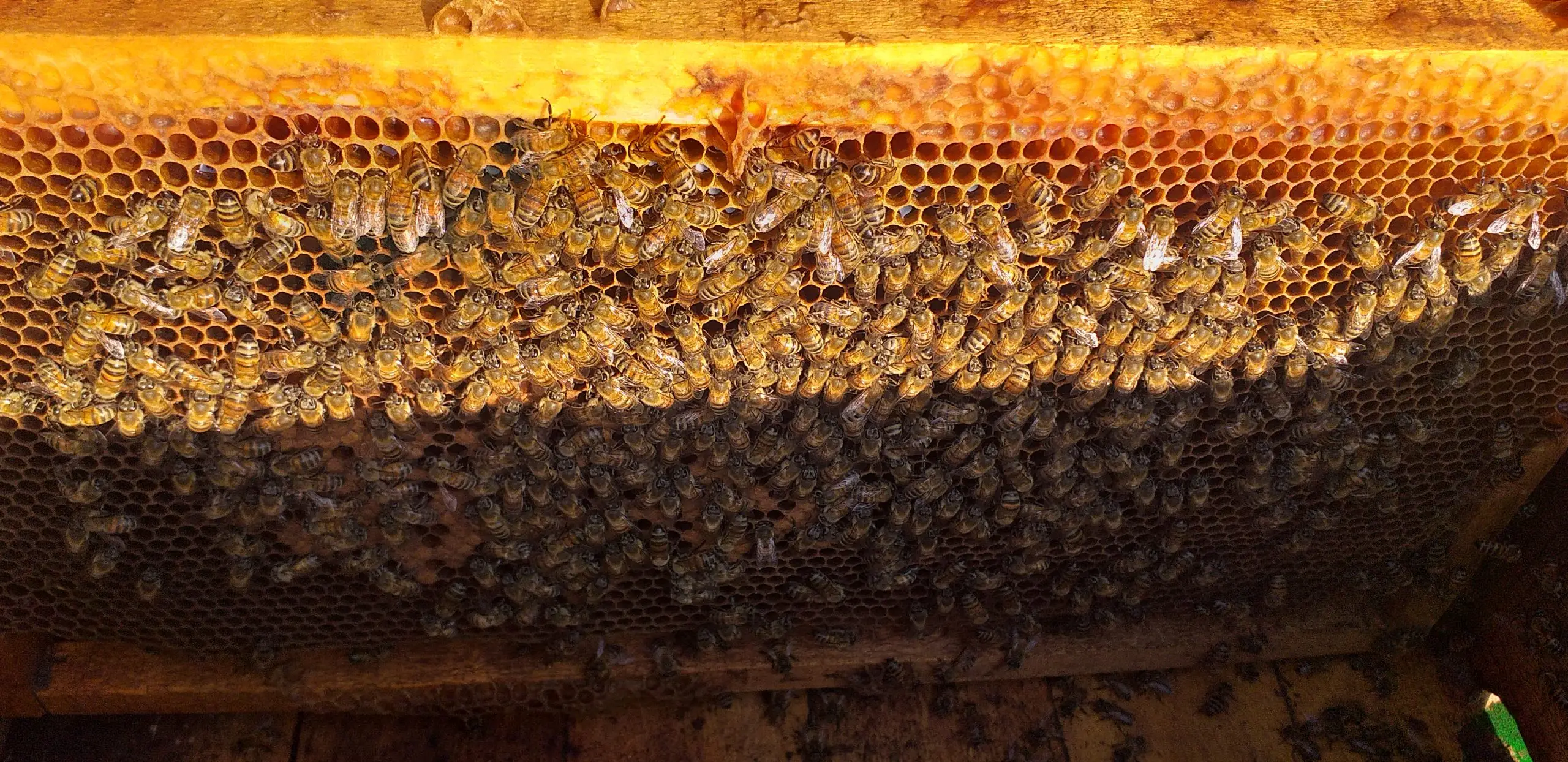 خرید عسل طبیعی