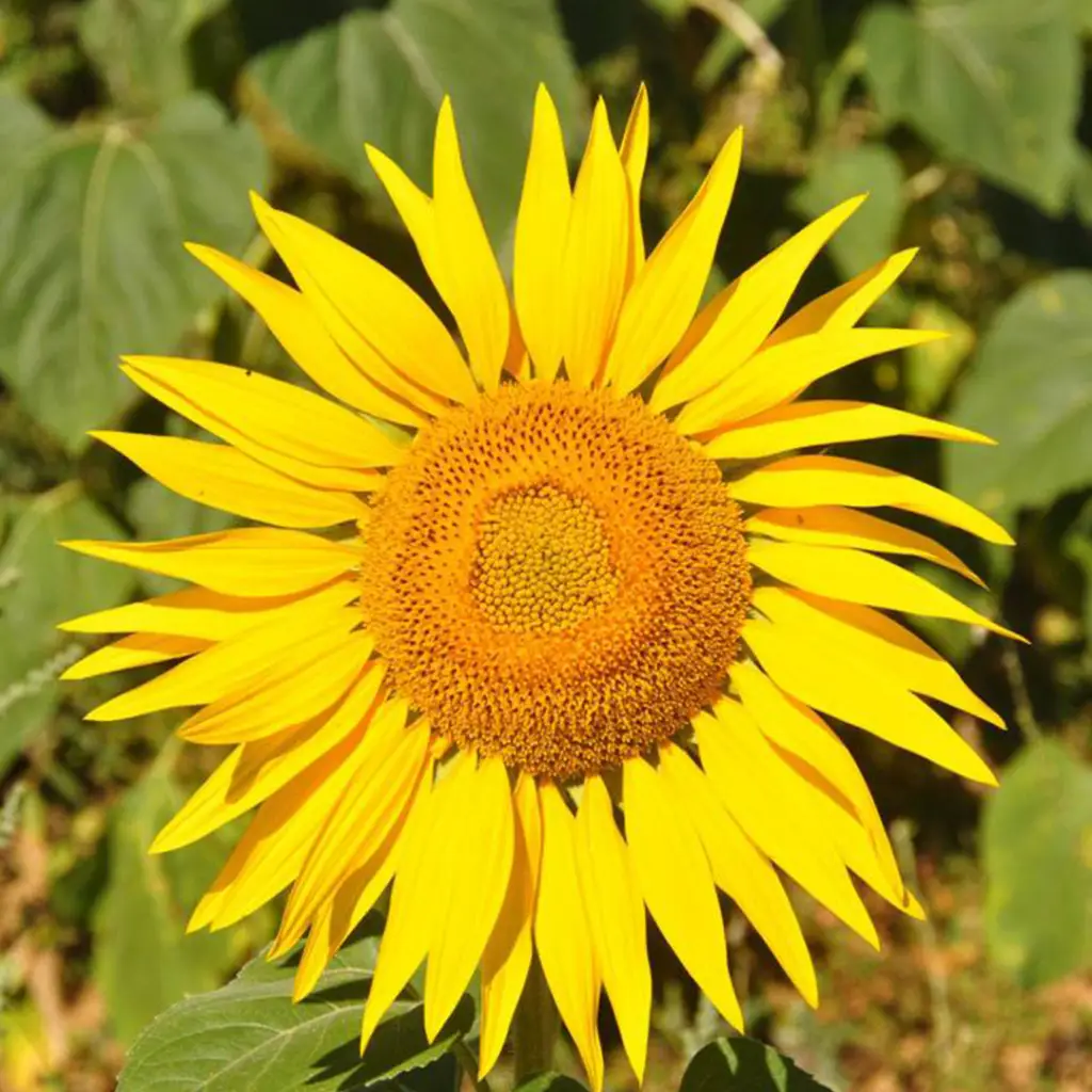 عسل طبیعی آفتاب گردان