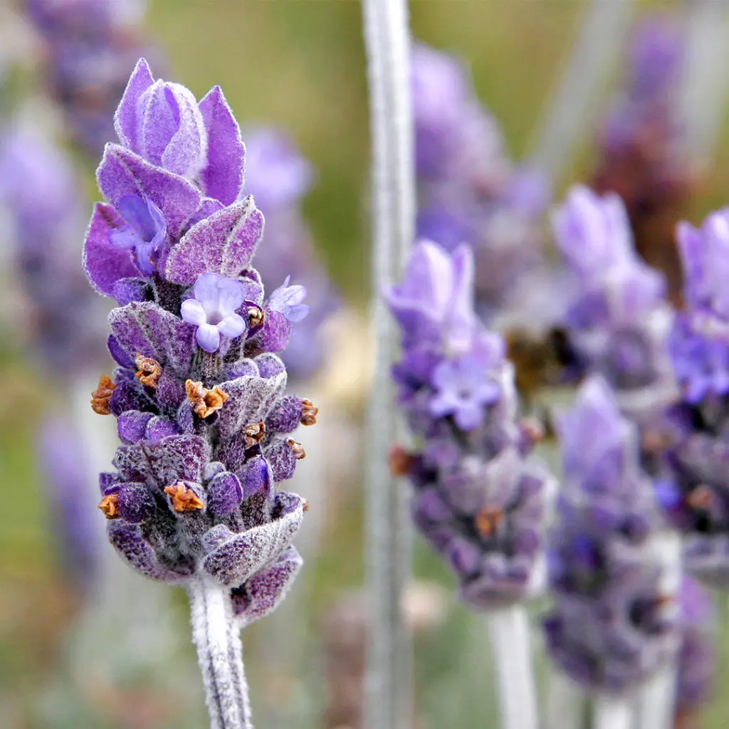 خریدعسل اسطوخودوس