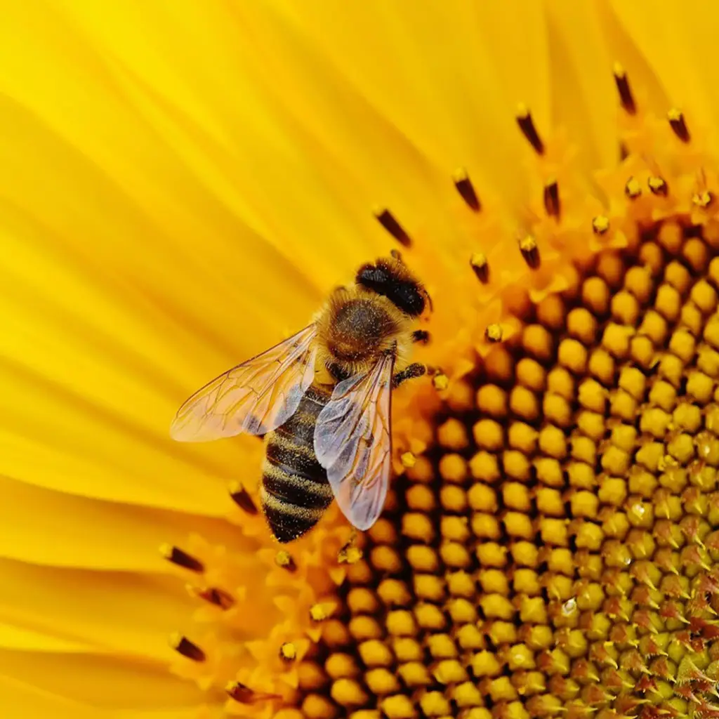 عسل طبیعی آفتاب گردان