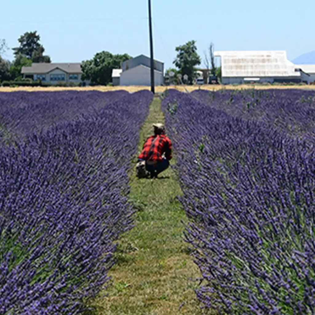 خریدعسل اسطوخودوس