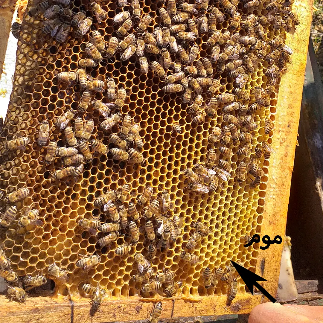 عسل طبیعی موم دار