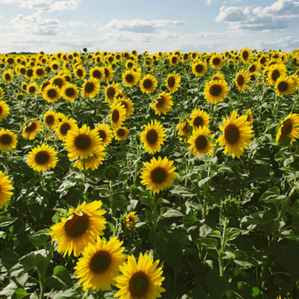 عسل طبیعی خوی