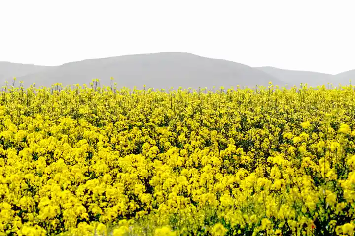 فروش عسل کلزا