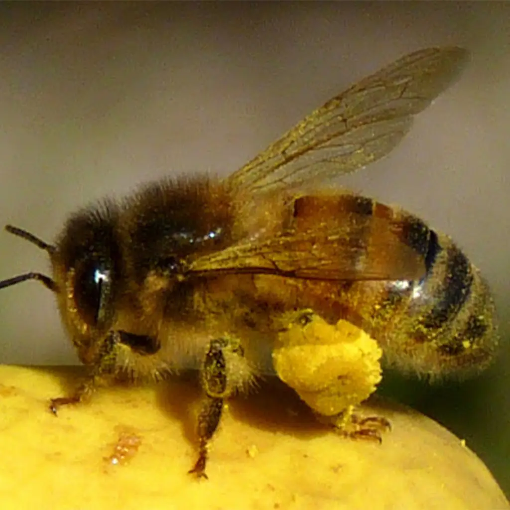 گرده گل دارویی