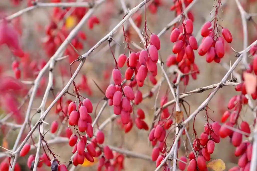 خریدناب ترین عسل