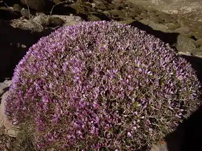 عسل گون بابهترین کیفیت