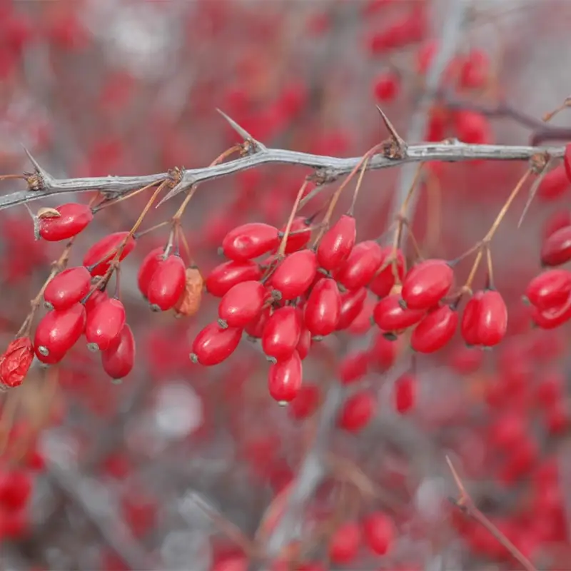 خریدناب ترین عسل