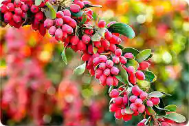 فروش عسل زرشک