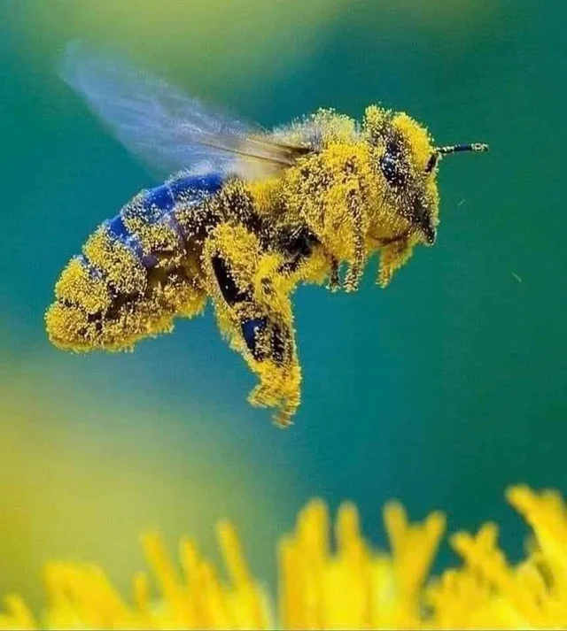 خریدباکیفیت ترین گرده