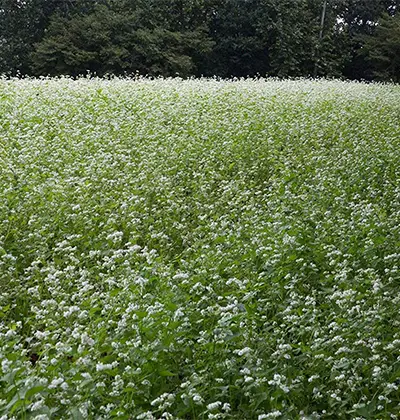 عسل طبیعی شوید