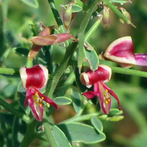 عسل طبیعی خارشتر