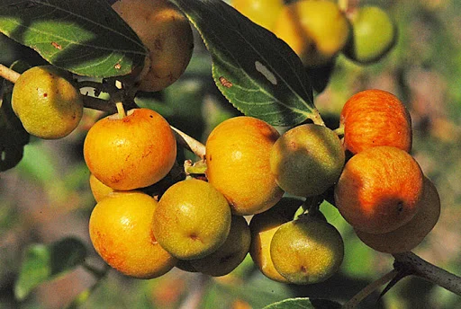 فروش ویژه ی عسل کُنار