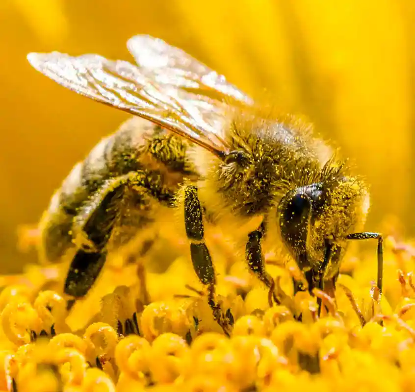 گرده گل دارویی