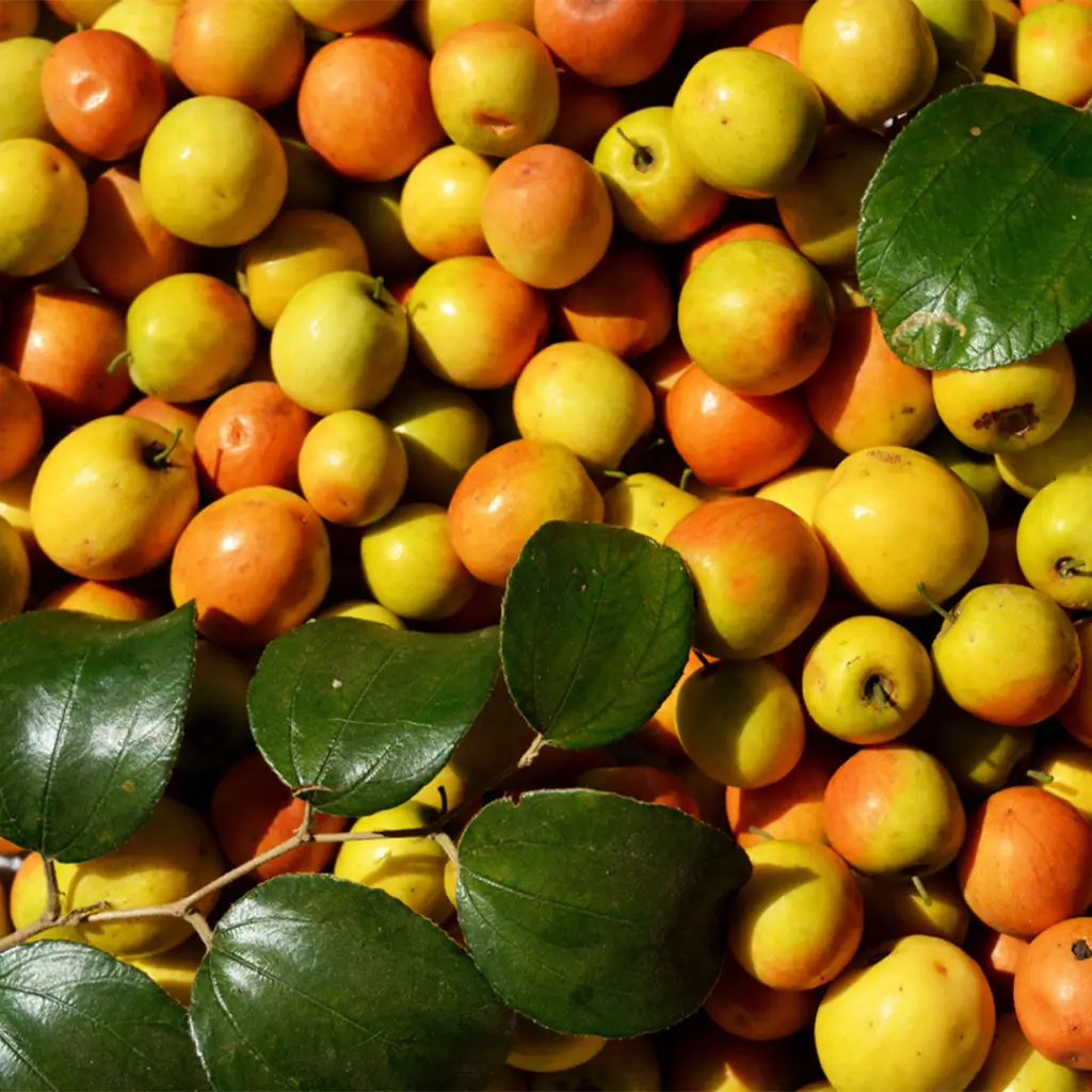 فروش ویژه ی عسل کُنار