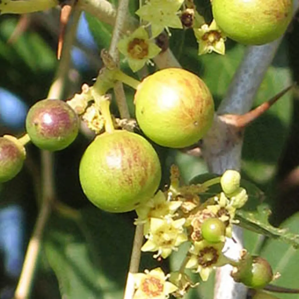 فروش ویژه ی عسل کُنار