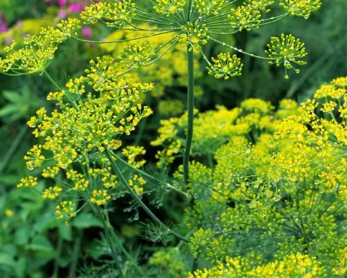 فروش خالصترین عسل شوید