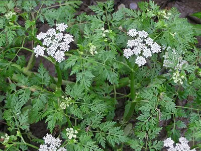 عسل طبیعی گیشنیز