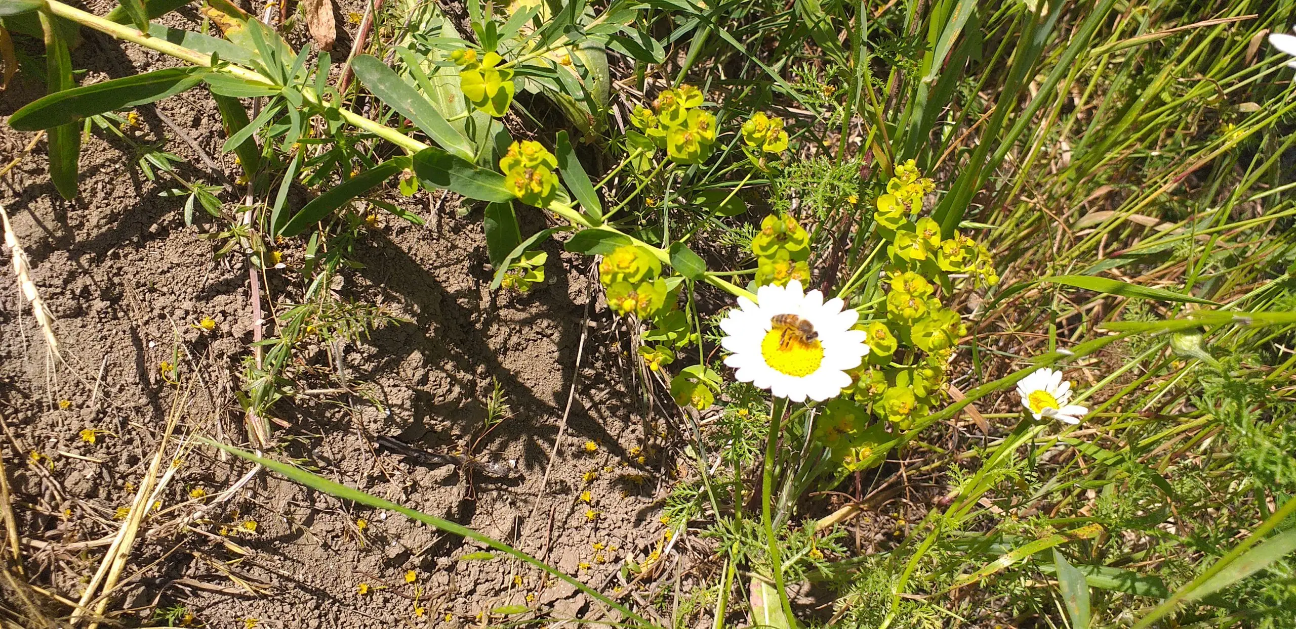 خریدعسل بابونه