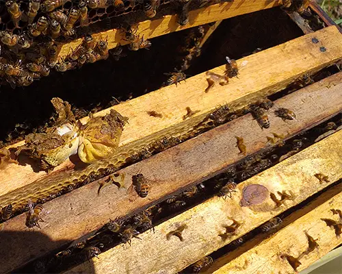 تولید کننده عسل بهاره