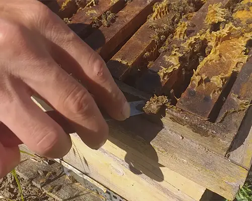 باکیفیت ترین بره موم