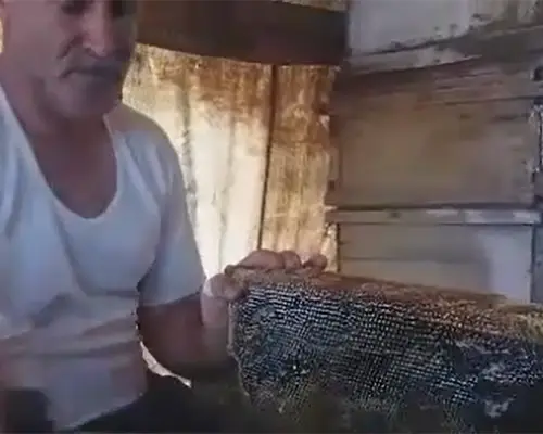 خریدعسل بهاره