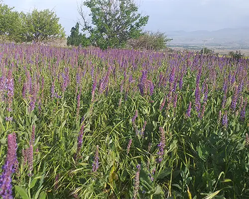 فروش انواع عسل طبیعی