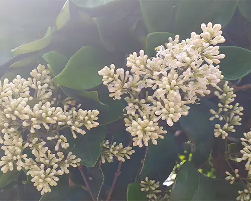 تولید کننده عسل بهاره