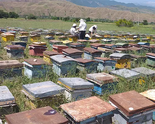 خریدعسل بهاره