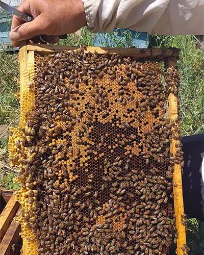 فروش عسل بهاره