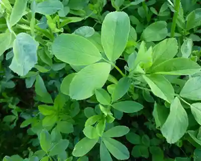 عسل یونجه باقیمت بسیار مناسب