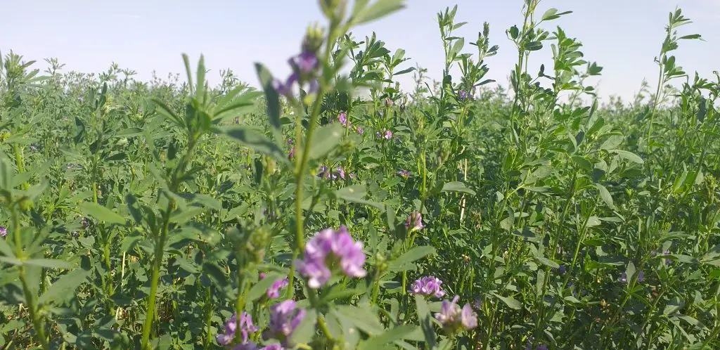 فروش عسل یونجه عمده