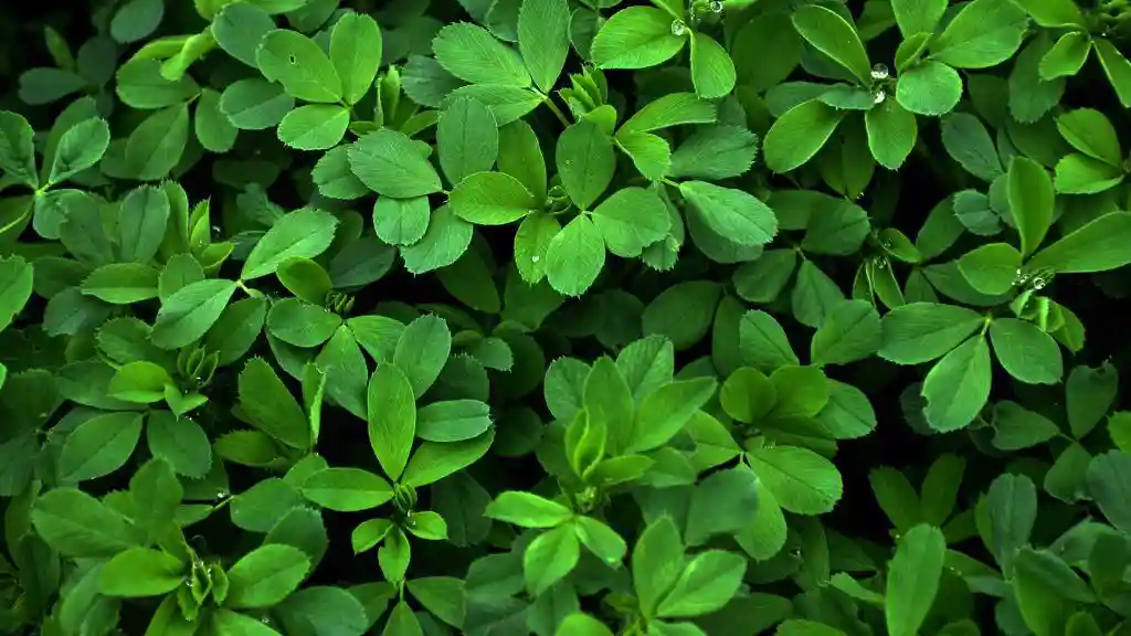 فروش عسل طبیعی یونجه