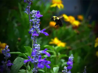 قیمت عسل یونجه اصل