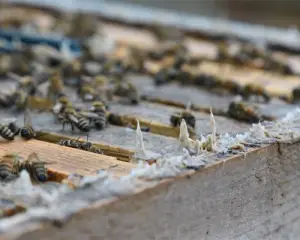 انواع بره موم اینترنتی