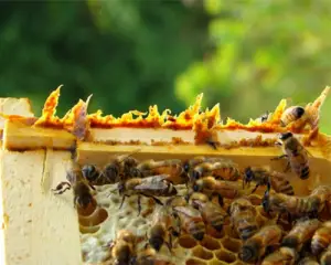 بره موم تصفیه شده