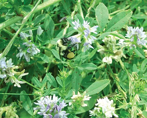 عسل یونجه باقیمت بسیار مناسب