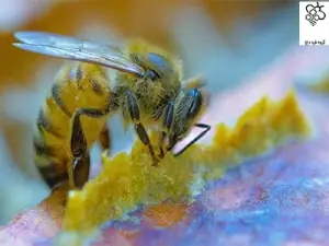 بازار فرآورده های بره موم ایرانی