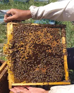 عسل طبیعی به صورت تضمینی