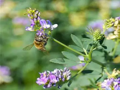 عسل خالص یونجه