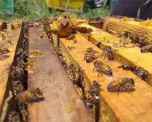 عسل طبیعی تضمینی