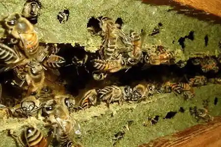 فروش بره موم سبز