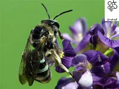 خرید عسل طبیعی یونجه