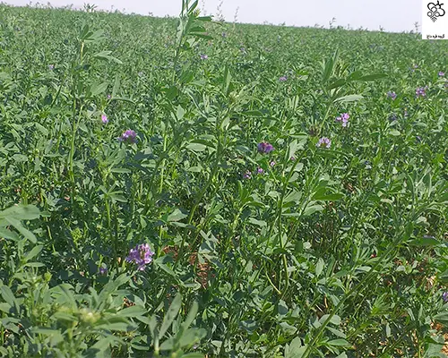 عمده و خرده عسل