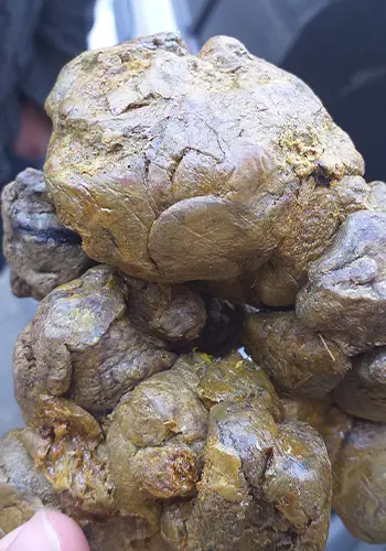 گرانترین بره موم دربازار