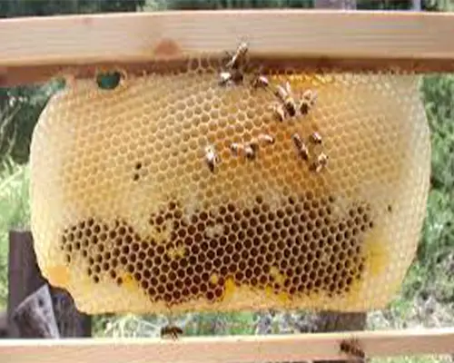 صادرات بره موم فله