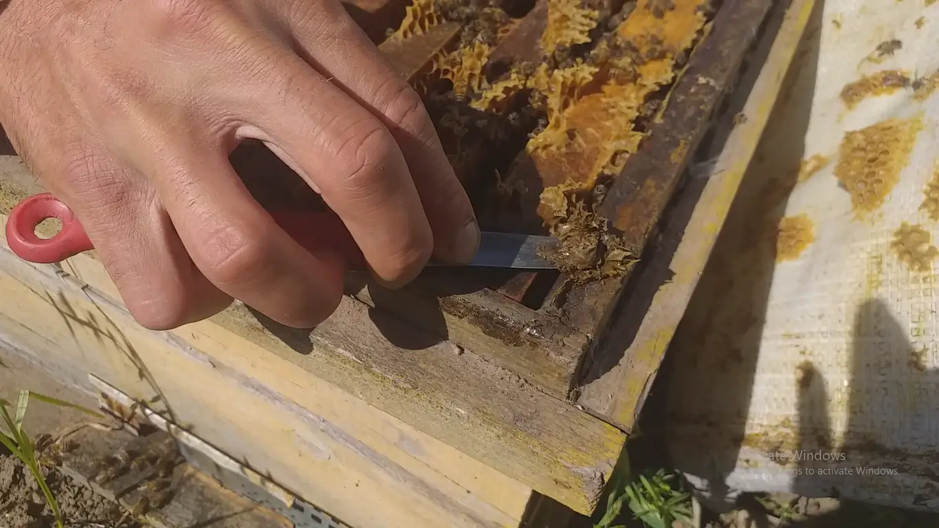 تجارت بره موم