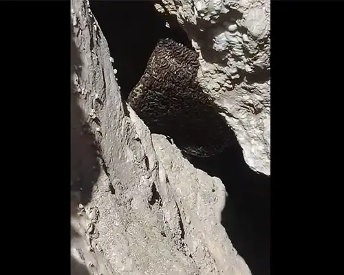 گرانترین و ارزانترین عسل